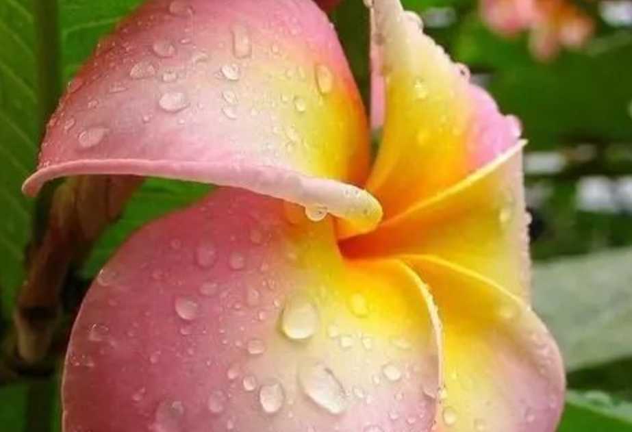 The Enchanting Plumeria: A Tropical Floral Emblem