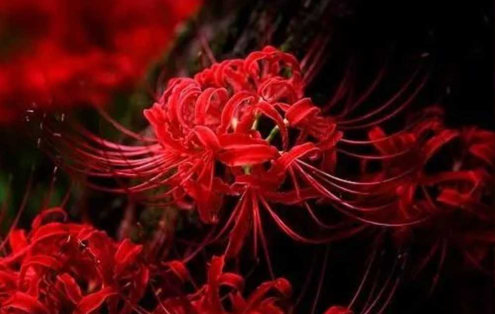 The Enigmatic Red Spider Lily: A Floral Emblem of Transience