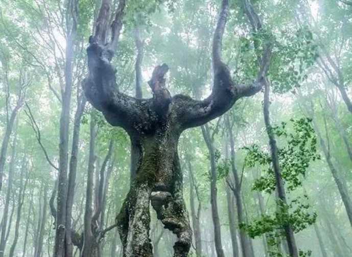 The Beech Tree That Mysteriously Grew to Resemble a Giant Human Form